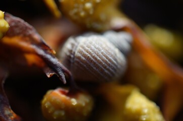 saltwater sanil climbing on brown seaweed closeup photo