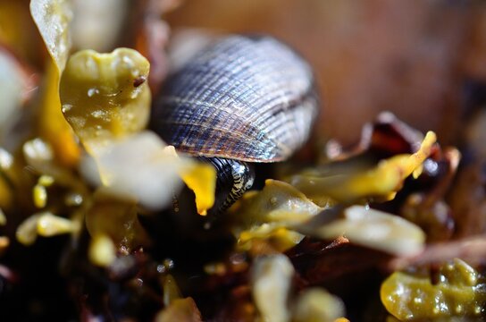 saltwater sanil climbing on brown seaweed closeup photo