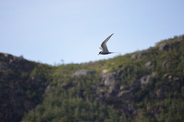 arctic tern bird flying over fjord looking for fish