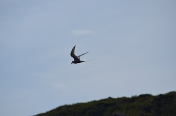 arctic tern bird flying over fjord looking for fish