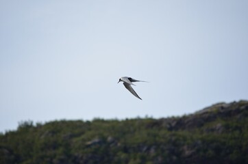 arctic tern bird flying over fjord looking for fish