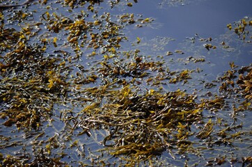 brown seaweed in ocean