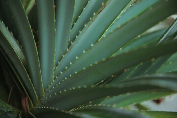 Naklejka na ściany i meble A close up of a green plant. High quality photo