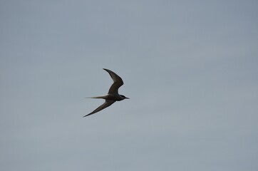 Fototapeta na wymiar arctic tern bird flying over fjord looking for fish
