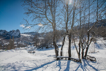 winter landscape, trees in the snow in a mountainous area