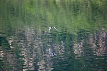 arctic tern bird flying over fjord looking for fish