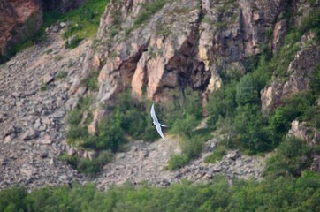 arctic tern bird flying over fjord looking for fish
