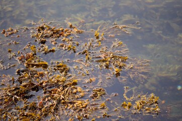brown seaweed in ocean