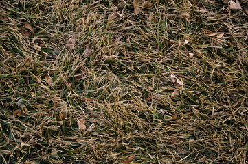 A close-up overhead shot of dried yellow and green grass.