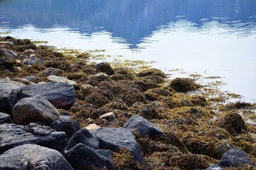 seaweed covered sea shore in summer