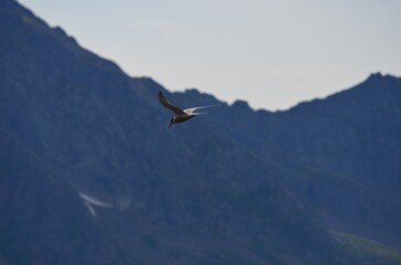 arctic tern bird in flight