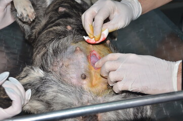 surgical operation to remove the uterus