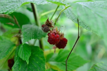 red ripe norwegian wild raspberries outside in green forest