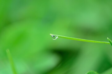 dew water droplet on green grass straw in early morning