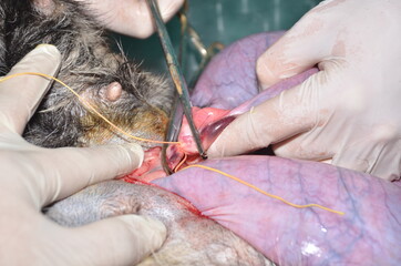 surgical operation to remove the uterus