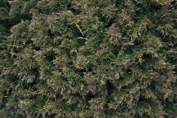 The spiky texture of an Evergreen bush fills the frame of a direct overhead photo.