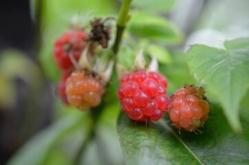 red ripe norwegian wild raspberries outside in green forest