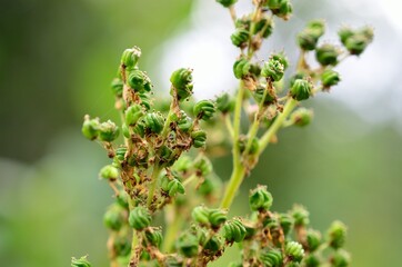 close up of a plant
