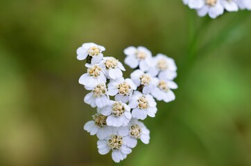 white coltsfoot flower in summer