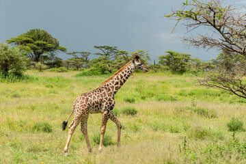 Naklejka na ściany i meble Wild giraffe in the wild bush safari savannah. Tanzania