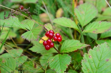 wild norwegian redcurrant berries outside in summer forest, closeup photo