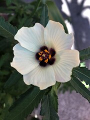 Stundenblume