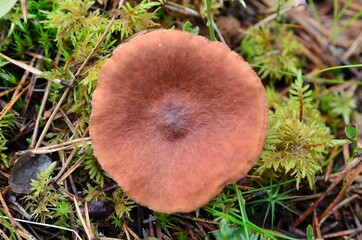 wild brown forest mushroom in damp foliage