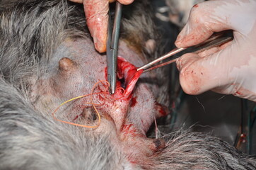 surgical operation to remove the uterus