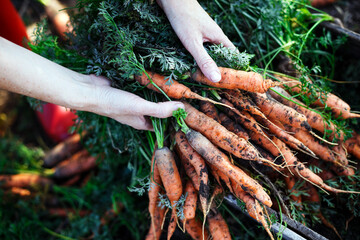 a harvesting carrots