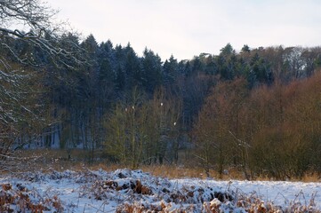 Seidenreiher im Baum im Hellbachtal