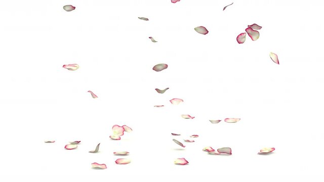 The petals of a white rose with a red border fly and fall to the floor. Isolated white background. 4K video quality