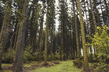 Fototapeta na wymiar Conifer forest. Idyllic scenery at Rothaar Mountains in Northrhine-Westphalia, Germany