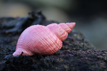 Coquillage