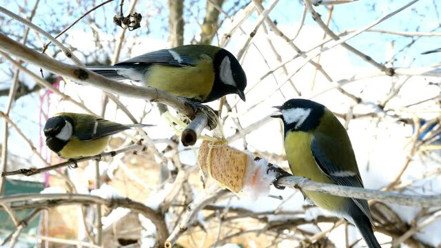 Hungry birds, Great tit or parus major, are pecking lard which hangs from branch in garden or backyard at home. Feeding birds in wintertime. Close-up.