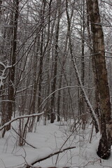 The trees in the forest. Wooden texture