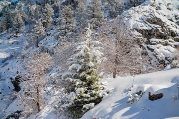 Fototapeta na wymiar winter landscape, coniferous trees in the snow 