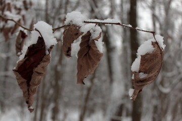The trees in the forest. Wooden texture