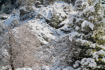 winter landscape, coniferous trees in the snow
