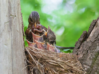 Black bird in the nest feeds the little chicks © serhio777