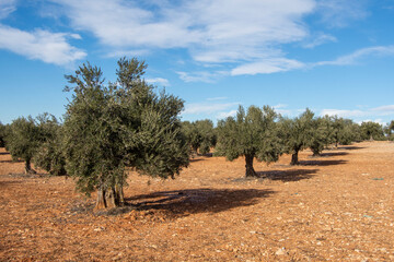 Fototapeta na wymiar Oivos en olivar mediterraneo