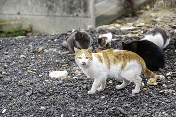 Pack of stray cats