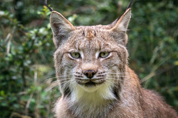 Portrait d& 39 un lynx canadien, lynx canadensis