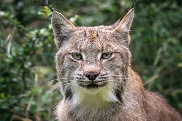 Fotobehang Portret van een Canadese lynx, lynx canadensis © Lubos Chlubny