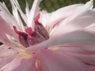 close up of pink flower