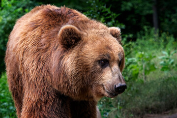 Fototapeta na wymiar Kamchatka Brown bear (Ursus arctos beringianus). Brown fur coat, danger and aggresive animal. Big mammal from Russia.