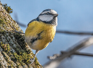 Blaumeise im Sonnenschein