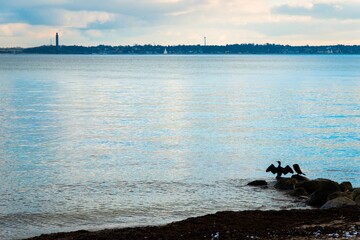 Kieler Förde, mit Blick auf Laboe und Kormoran