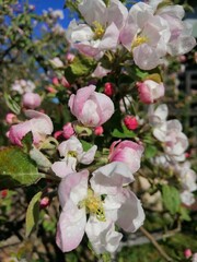 the first spring white and pink apple blossoms