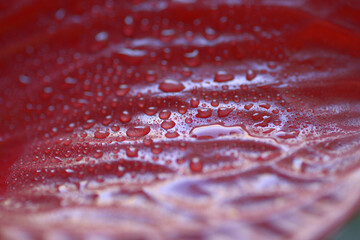 dew drops on the leaves of anthurium - 409696358