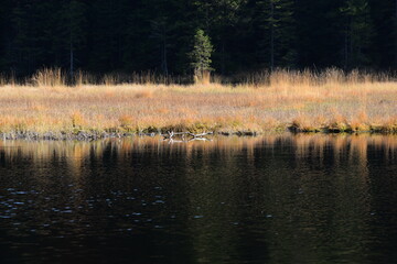 Impressionen eines Bergsees